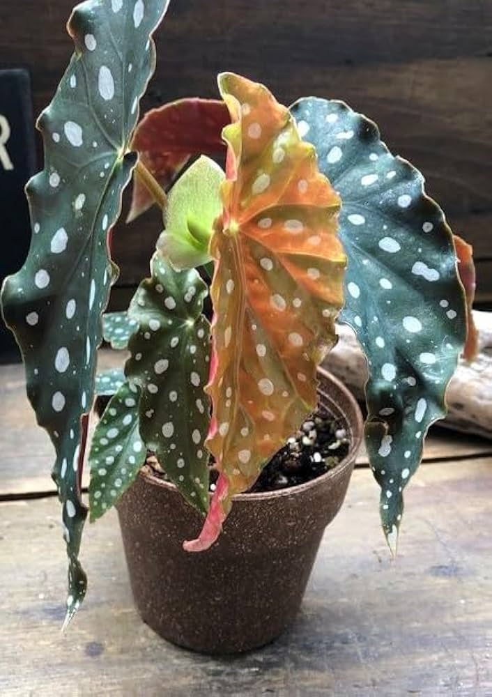 Amazon | 【ベゴニア マクラータ】 4号 水玉模様 希少 観葉植物